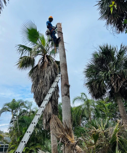 Tree Services