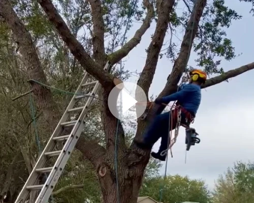 video8